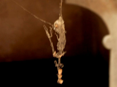 FDotografia Freelance